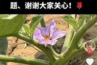 知耻而后勇！阿贾克斯近6轮5胜1平，从垫底一路蹿升至荷甲第5?